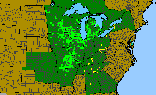 The range of Liatris cylindracea